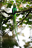 Resplendent Quetzal, by Peter Wächtershäuser.