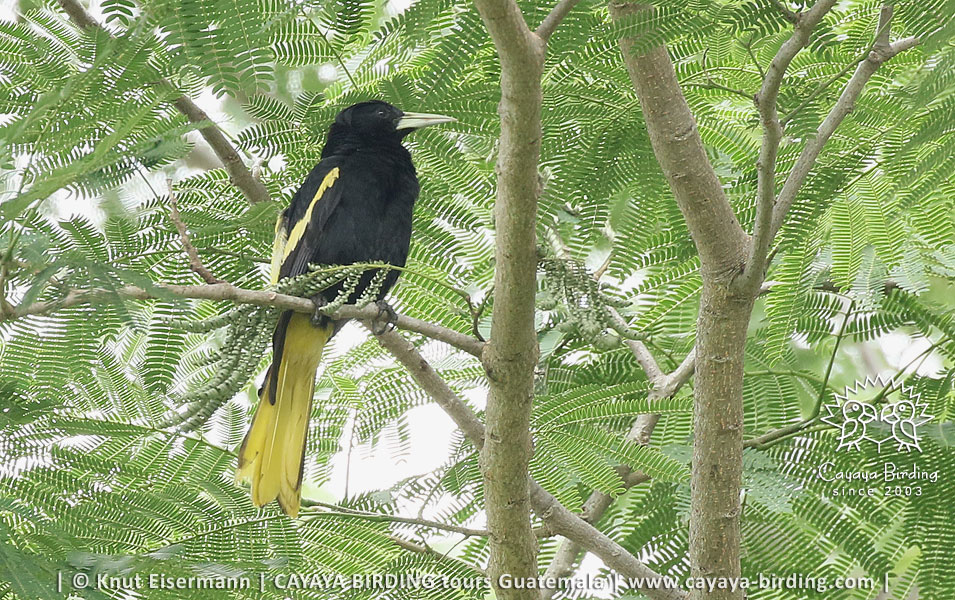 Yellow-winged Cacique, CAYAYA BIRDING relaxed Volcano - Mangrove - Birding - Tour in Guatemala