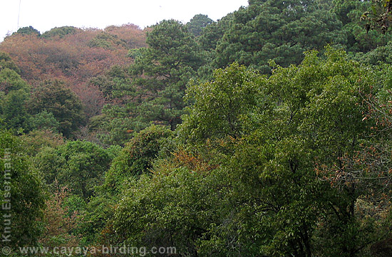 Pine-oak forest at Cerro Alux.