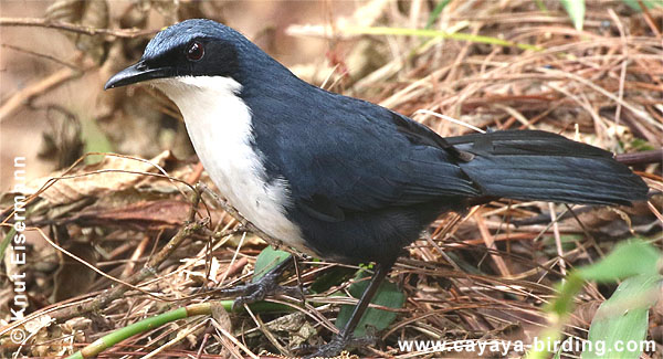 Blue-and-white Mockingbird