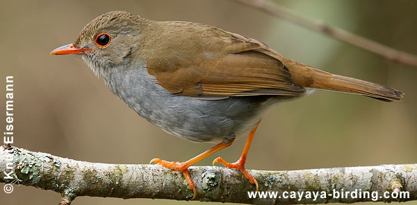 Orange-billed Nightingale-Thrush