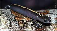 Müller's Salamander <i>Bolitoglossa mulleri</i>, dpto. Alta Verapaz.