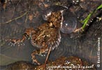 Tungara Frog <i>Engystomops pustulosus</i>, dpto. Chiquimula.