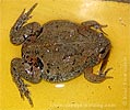 Barber's Sheep Frog <i>Hypopachus barberi</i>, dpto. Alta Verapaz.