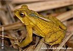 Dwarf Toad <i>Incilius canaliferus</i>, dpto. Suchitepéquez.