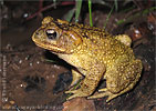 Jalapa Toad <i>Incilius ibarrai</i>, dpto. Baja Verapaz.