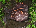 Burrowing Toad <i>Rhinophrynus dorsalis</i>, dpto. Huehuetenango.