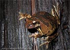 Baudin's Treefrog <i>Smilisca baudinii</i>, dpto. Huehuetenango.