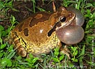 Baudin's Treefrog <i>Smilisca baudinii</i>, dpto. Huehuetenango.