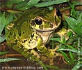 Baudin's Treefrog <i>Smilisca baudinii</i>, dpto. Huehuetenango.