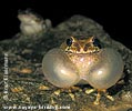 Baudin's Treefrog <i>Smilisca baudinii</i>, dpto. Huehuetenango.