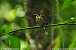 Tody Motmot