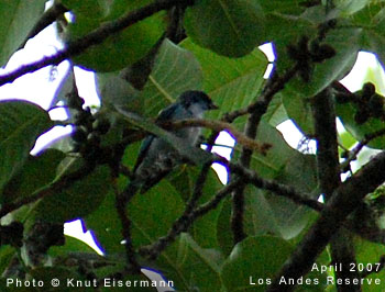 Azure-rumped Tanager