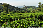 tea plantation