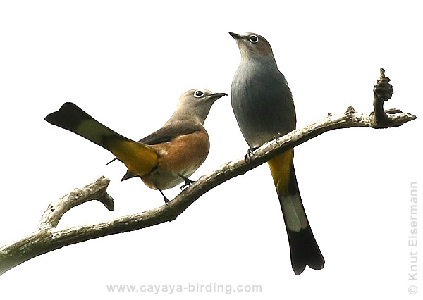 Gray Silky-flycatcher Ptiliogonys cinereus