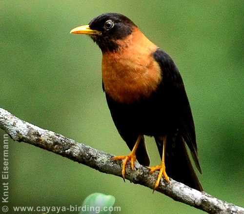 Rufous-collared Robin near Antigua Guatemala