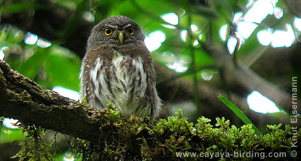 Guatemalan Pygmy-Owl Glaucidium cobanense