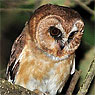 Unspotted Saw-whet Owl