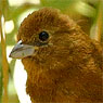 Blue Seedeater