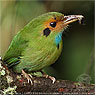 Blue-throated Motmot