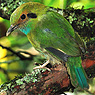 Blue-throated Motmot