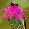 Wine-throated Hummingbird