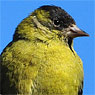 Black-capped Siskin