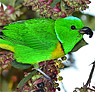 Blue-crowned Chlorophonia