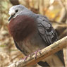 Male Maroon-chested Ground-Dove
