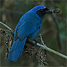 Black-throated Jay