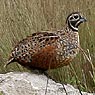 Ocellated Quail