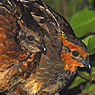 Singing Quail