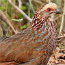 Buffy-crowned Wood-Partridge