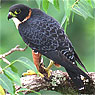 Orange-breasted Falcon