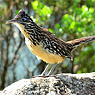 Lesser Roadrunner