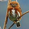 Guatemalan Pygmy-Owl