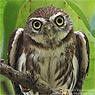 Ridgway's Pygmy Owl