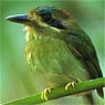 Tody Motmot