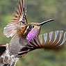 Amethyst-throated Hummingbird