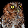 Bearded Screech-Owl