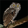 Pacific Screech-Owl