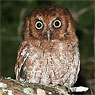 Guatemalan Screech-Owl