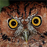 Whiskered Screech-Owl