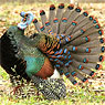 Ocellated Turkey