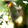 Barred Forest-falcon