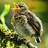 Brown-backed Solitaire