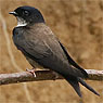 Black-capped Swallow