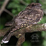 Yucatan Poorwill in Guatemala