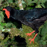 Highland Guan