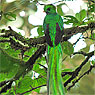 Resplendent Quetzal